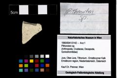 Foto (Objekt + Etikett) von Pithonoton sp.  (NHMW-GEO-1990-0041-3142)